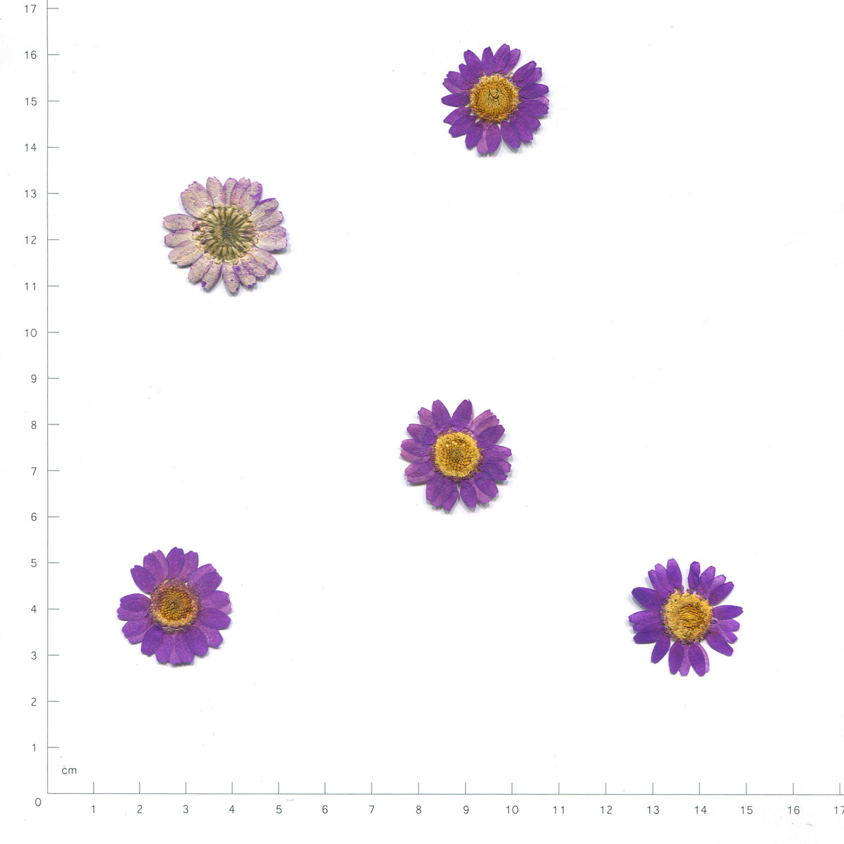 Purple pressed daisy flower heads
