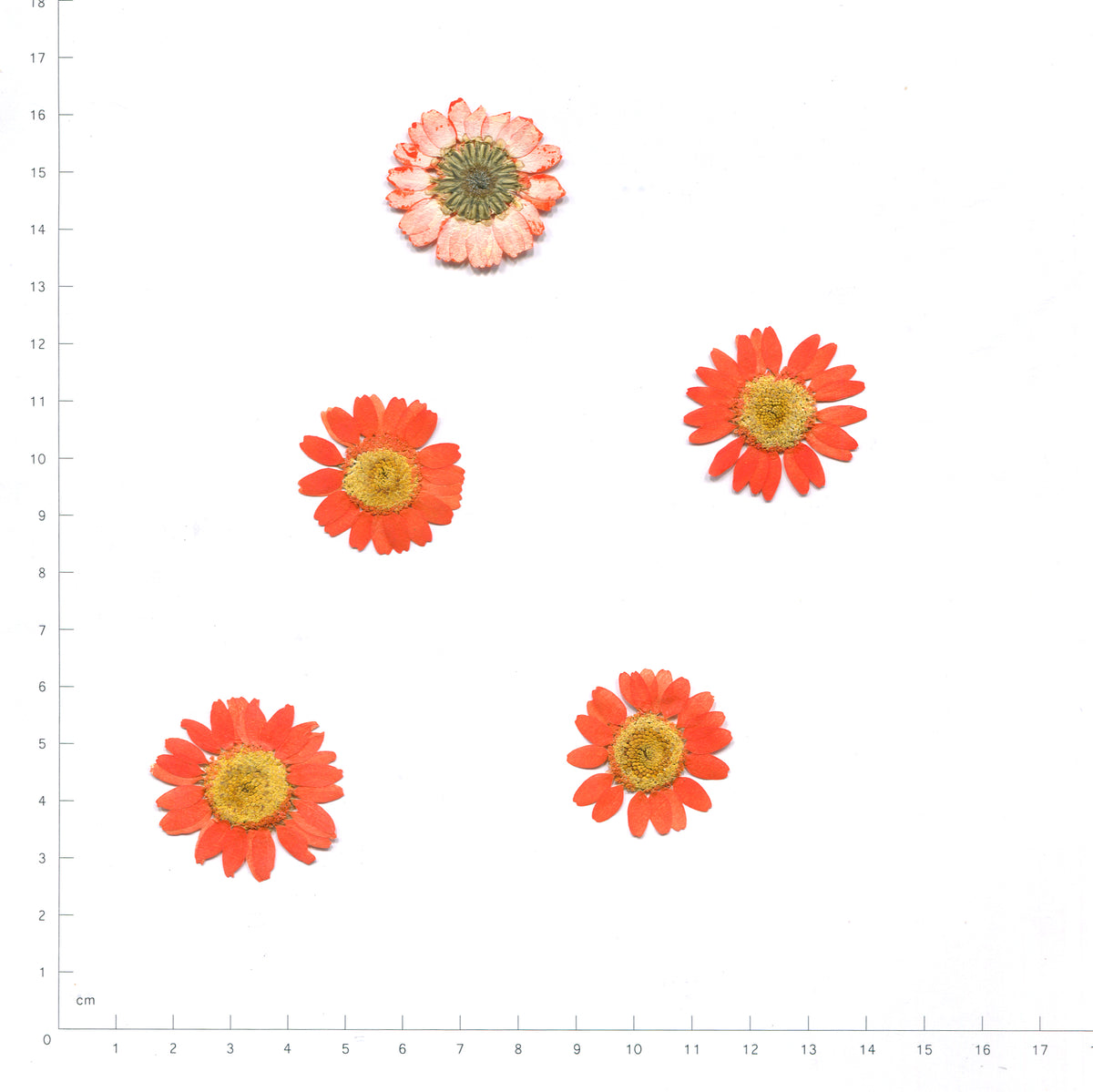 Pressed daisy flower heads — Orange