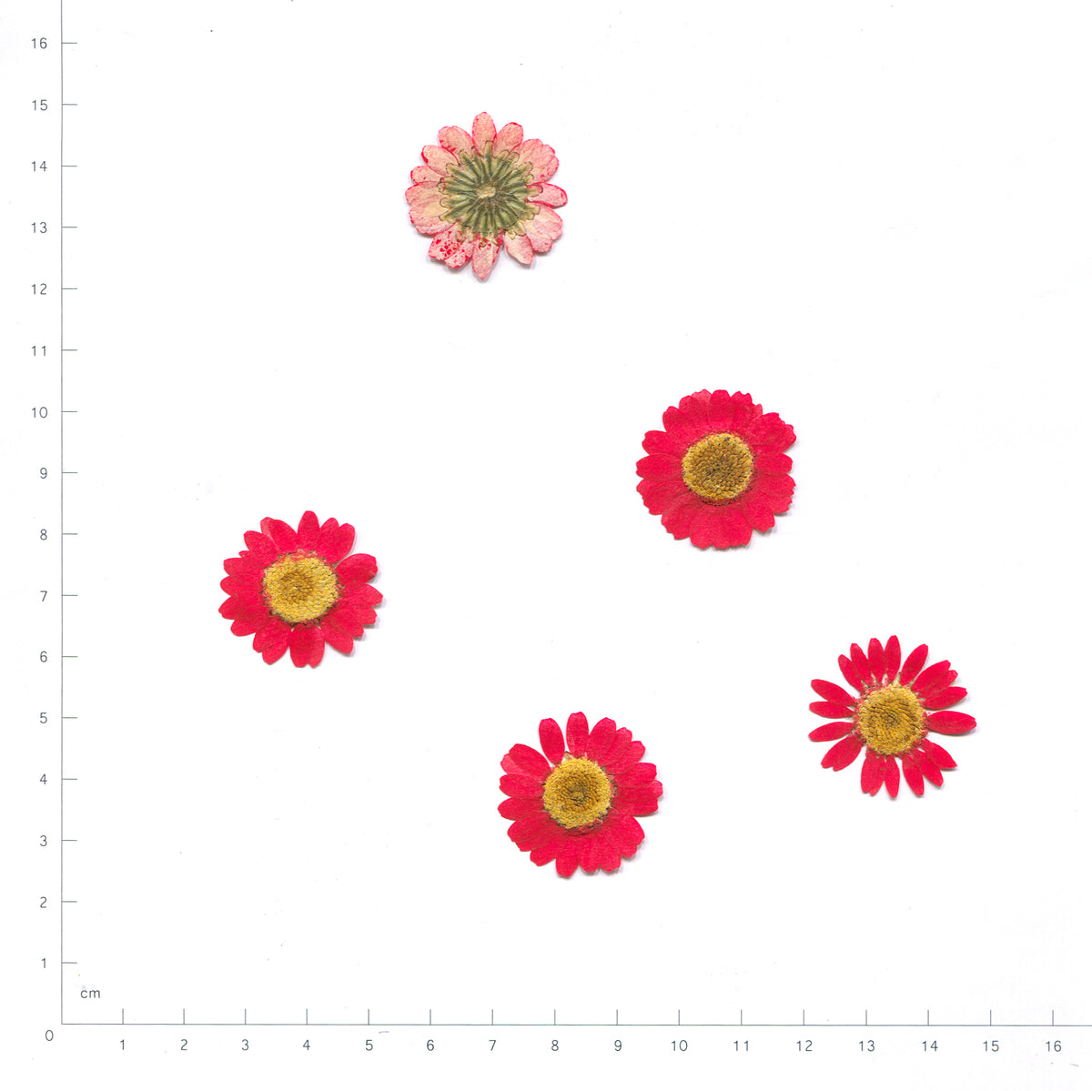 Pressed daisy flower heads — Red