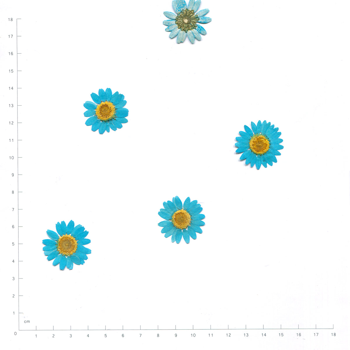 Pressed daisy flower heads — Light Blue