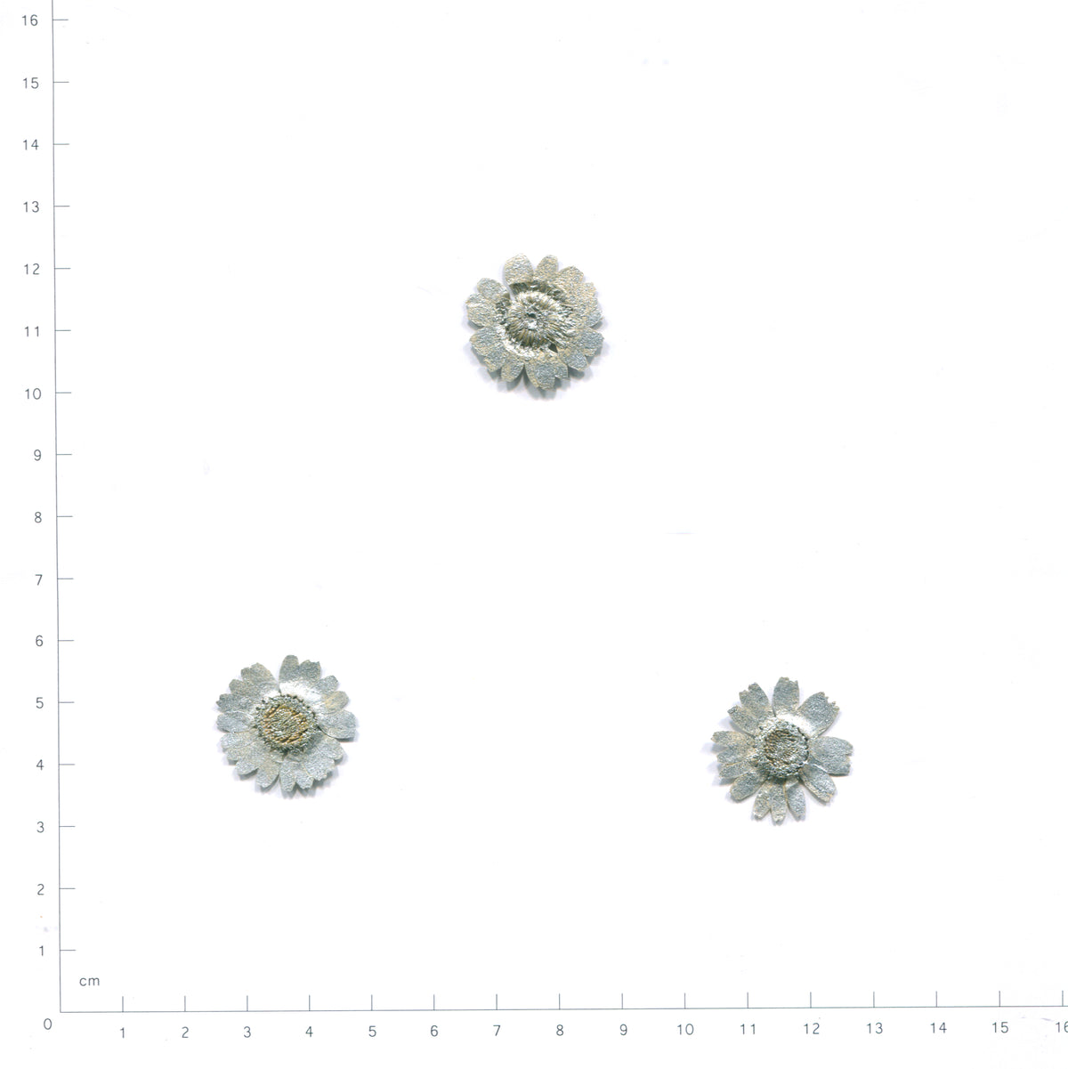 Pressed daisy flower heads — Silver