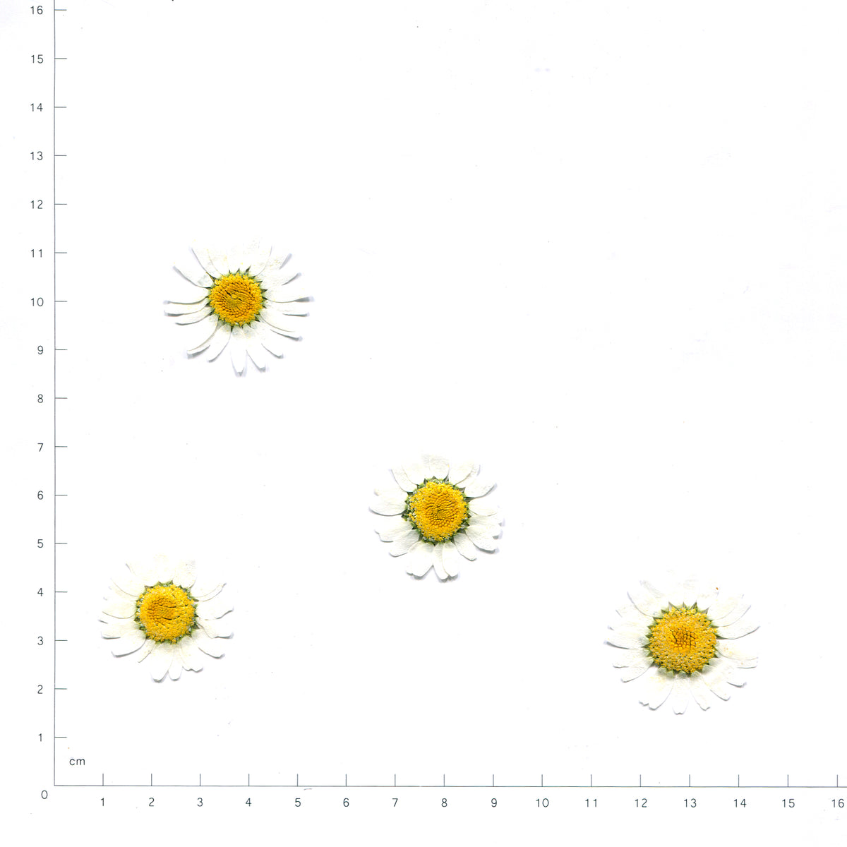 Pressed daisy flower heads — White