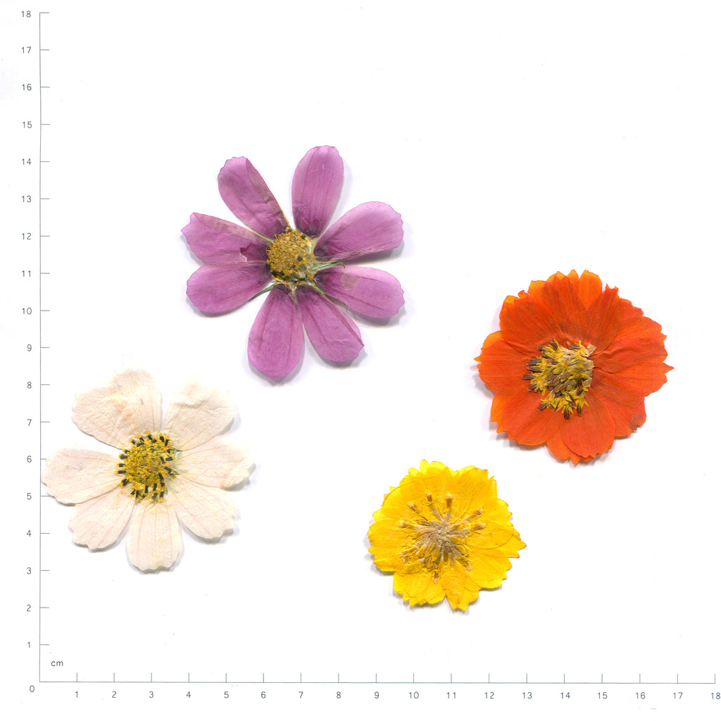 Pressed cosmos flower heads in purple, orange, white and yellow
