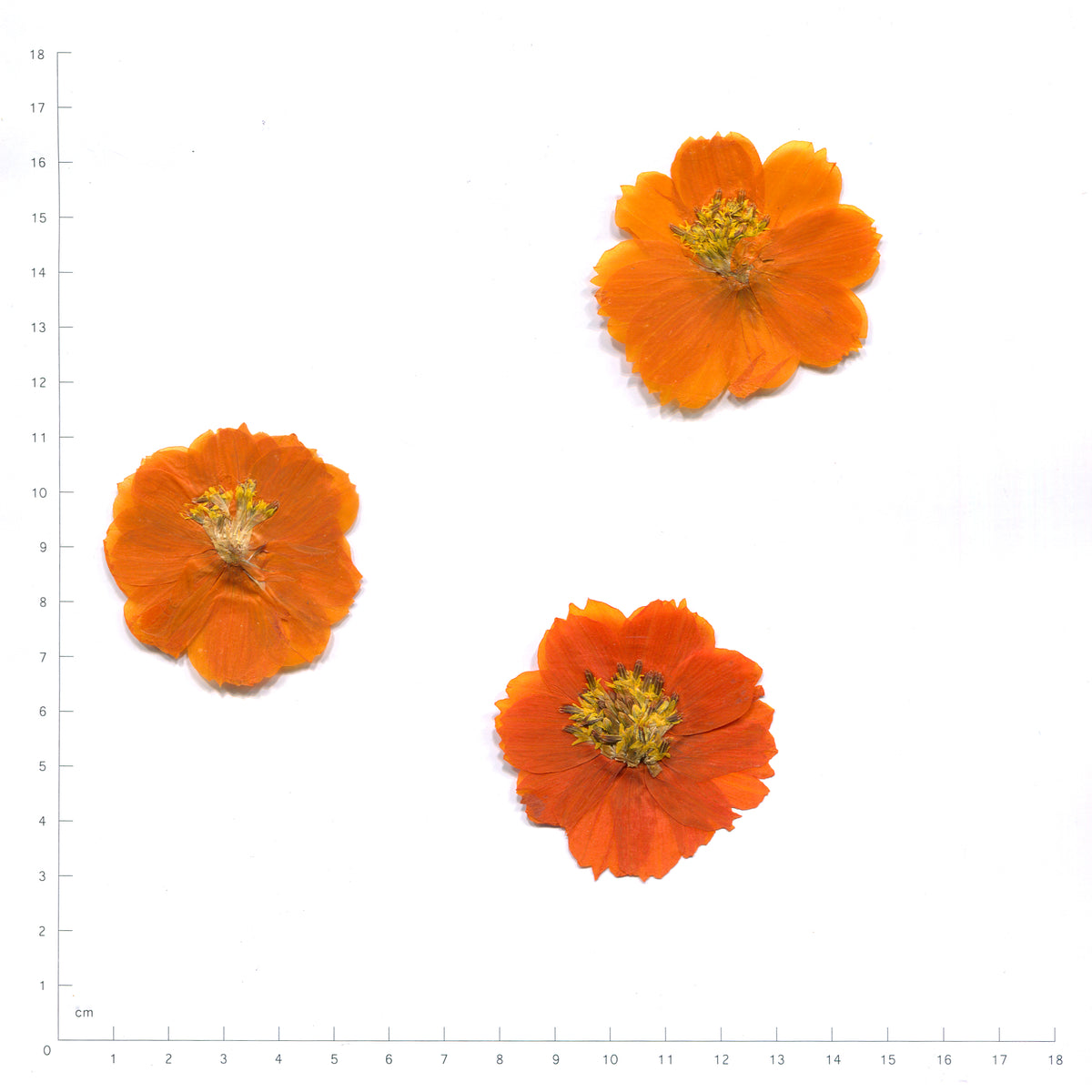Pressed cosmos flower — orange