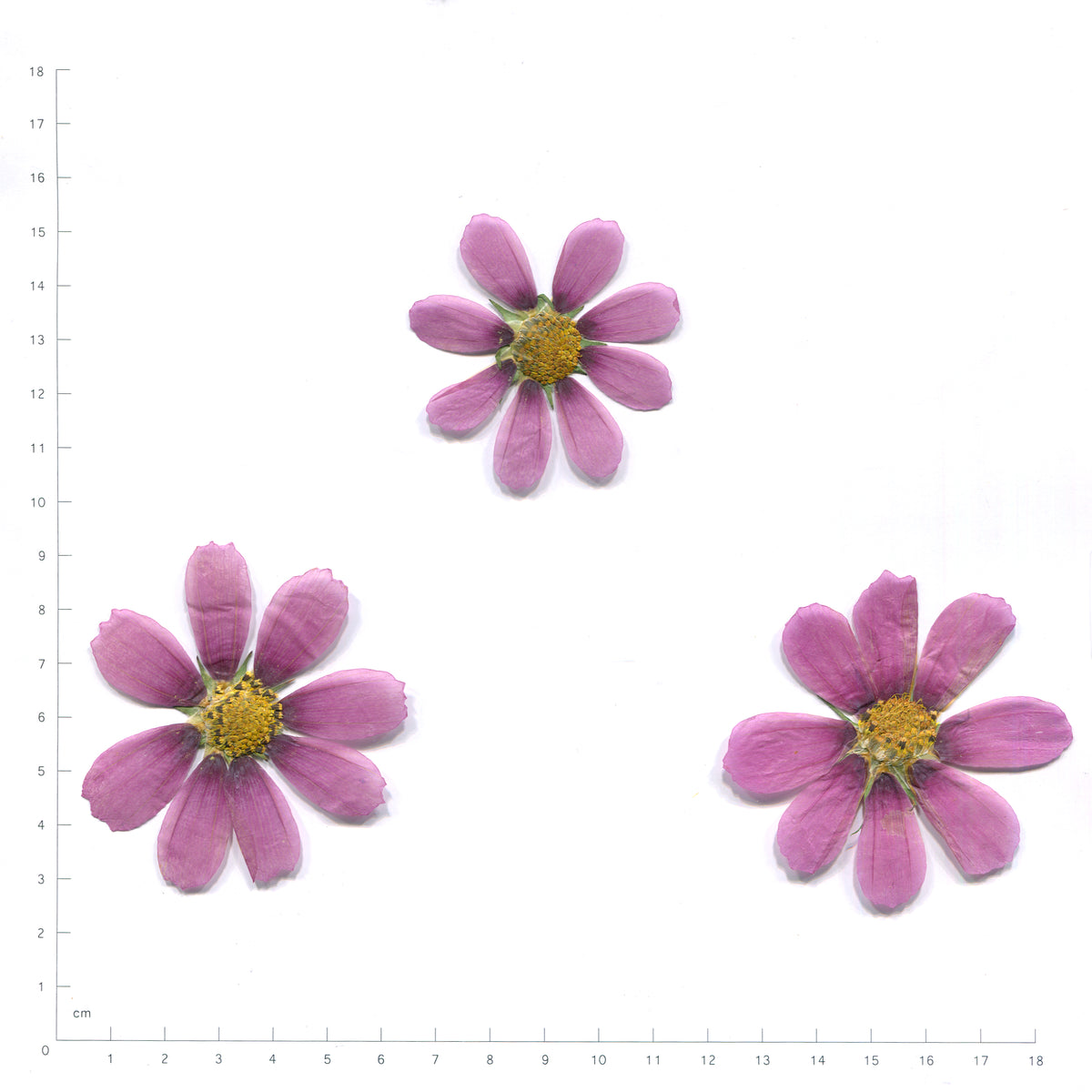Pressed cosmos flower — purple