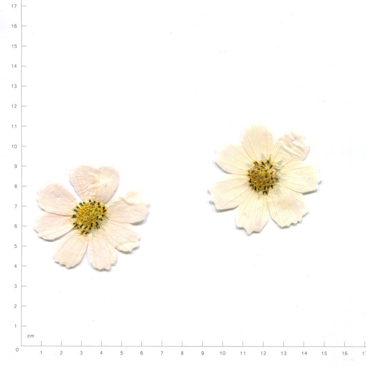 Pressed cosmos flower — white