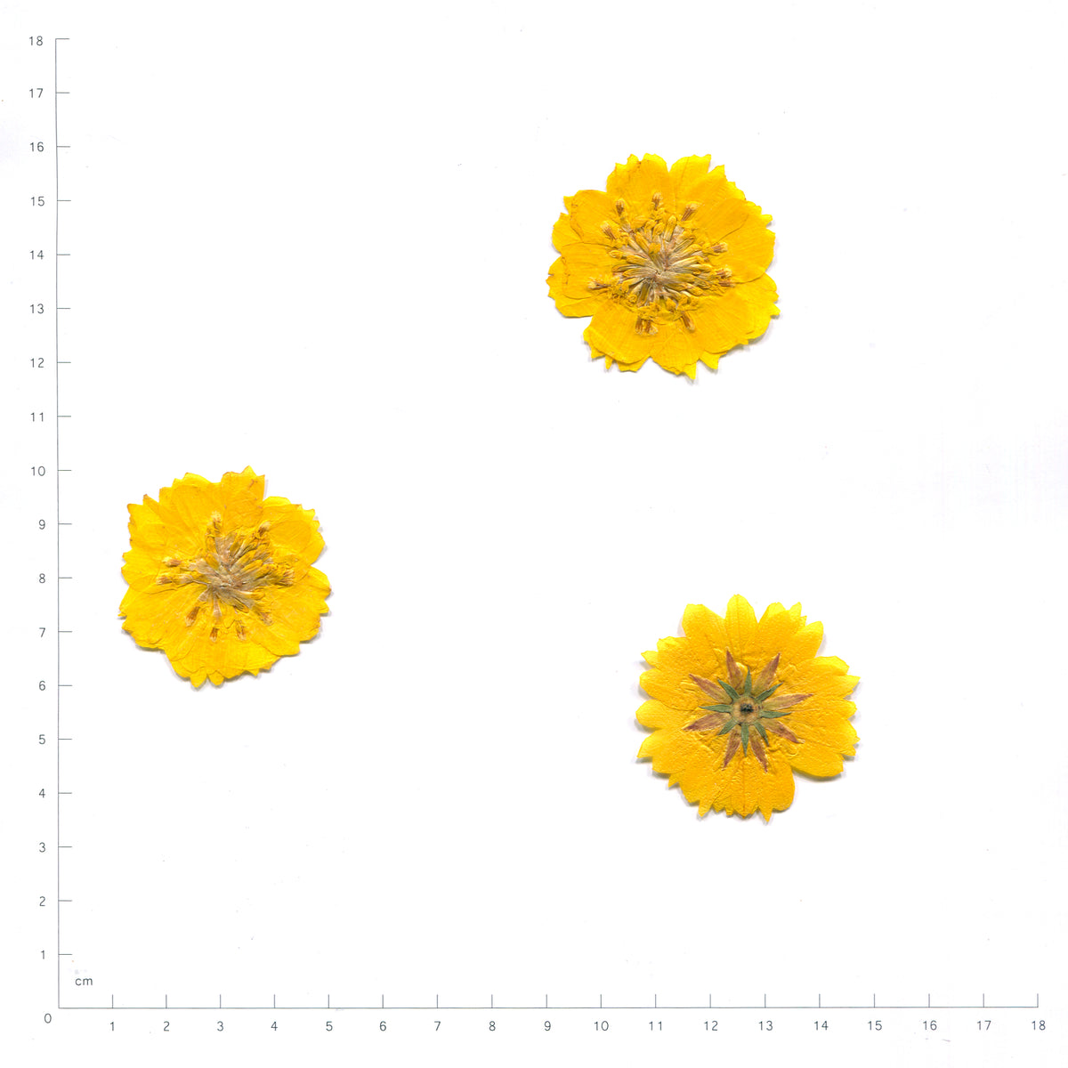 Pressed cosmos flower — yellow