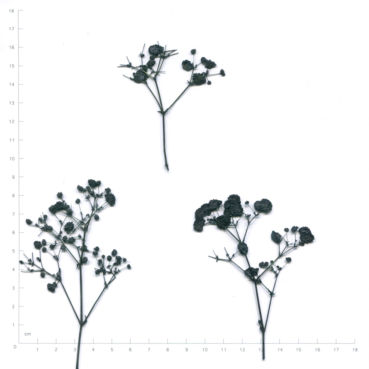 Black pressed baby's breath flowering sprigs