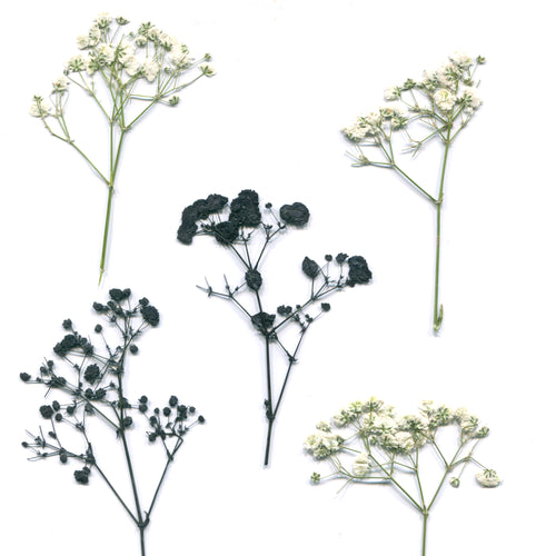 Pressed baby's breath sprigs in white and black