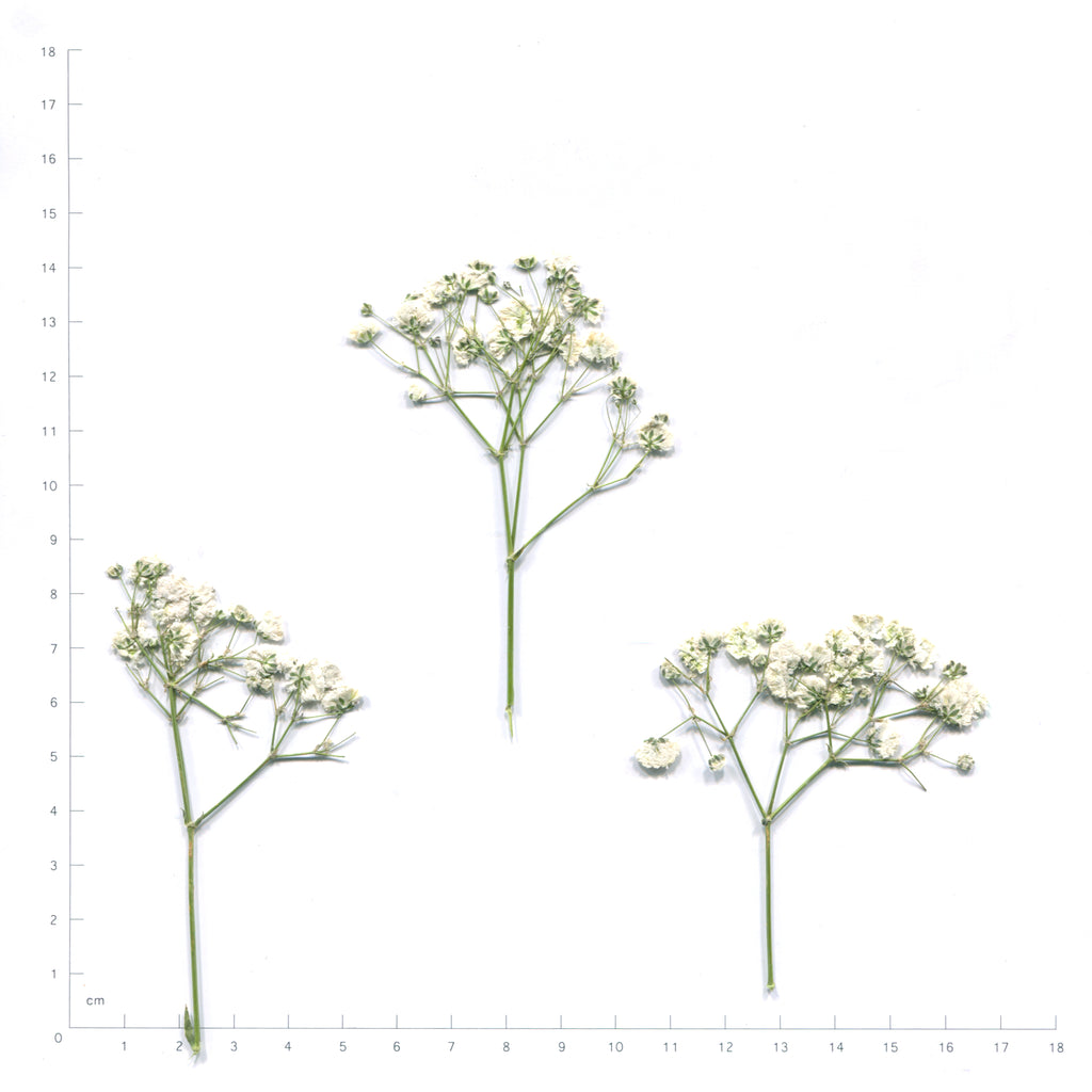 White pressed baby's breath flowering sprigs