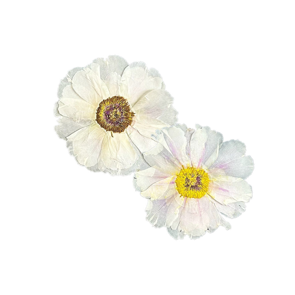 Pressed Flower Peony arranged on a white background