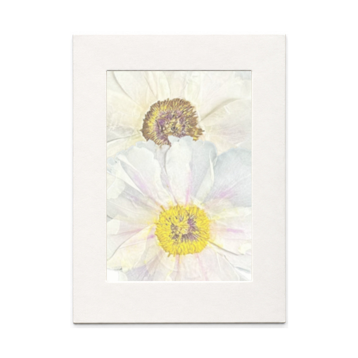 Pressed Flower Peony, White to Pale Pink, 2 pieces in white kraft packaging beneath translucent tracing paper