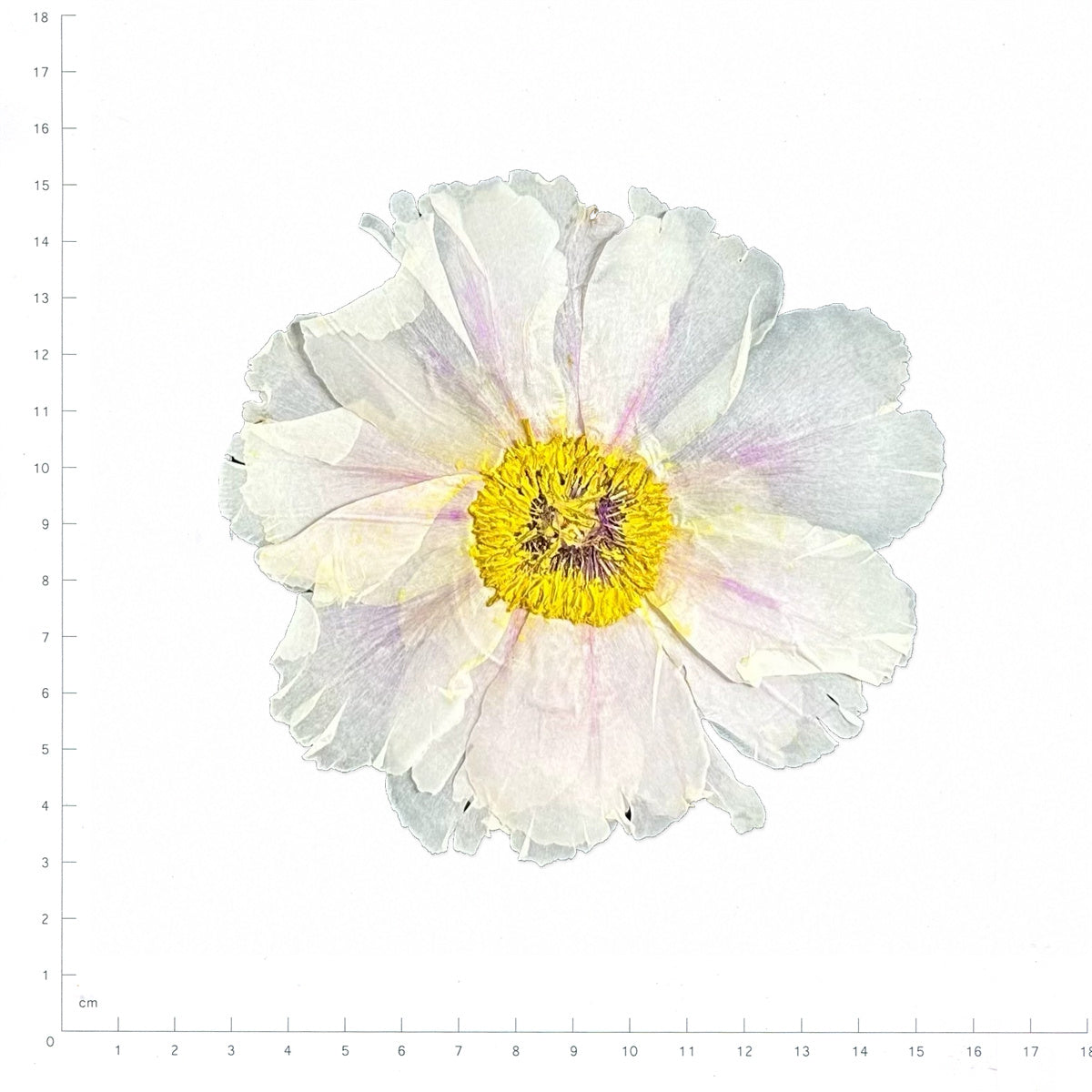 Pressed Flower Peony, White to Pale Pink beside an 18 cm ruler