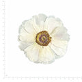 Pressed Flower Peony, White to Pale Pink beside an 18 cm ruler