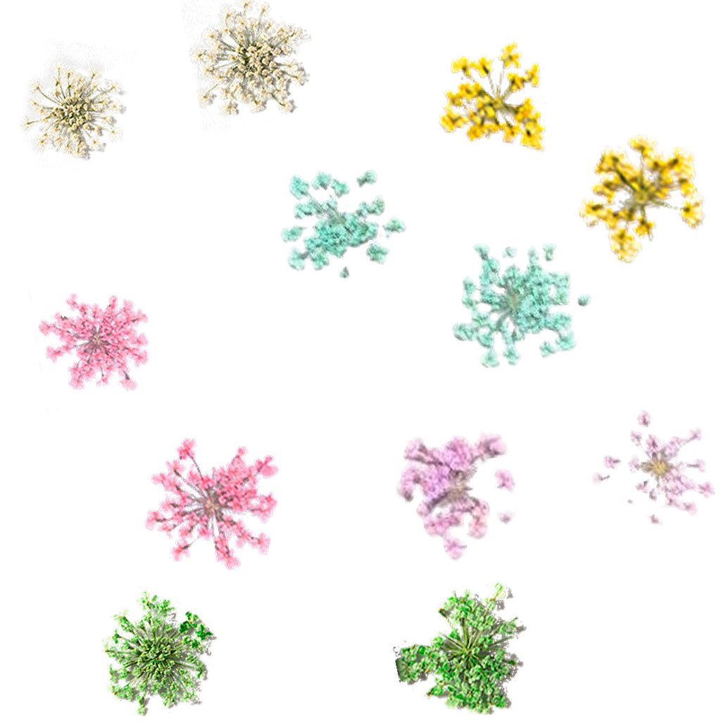 Pressed Flower Mix arranged on a white background