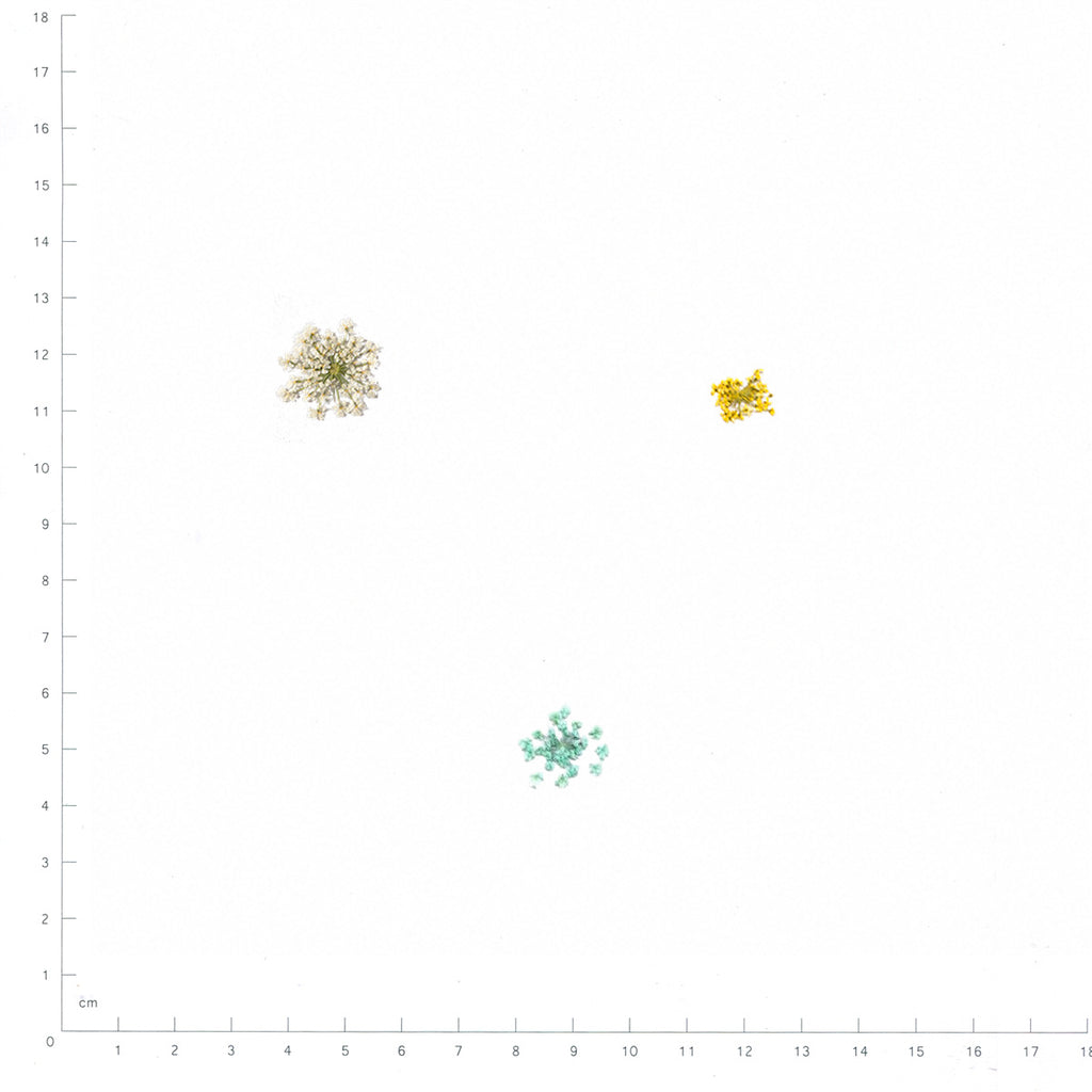 Pressed Flower Mix, Six-Color Mix beside an 18 cm ruler