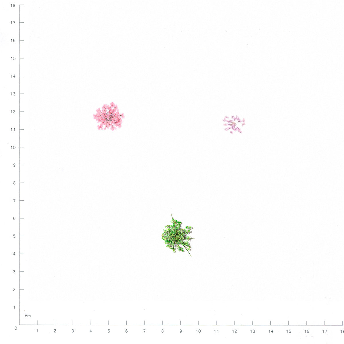 Pressed Flower Mix, Six-Color Mix beside an 18 cm ruler