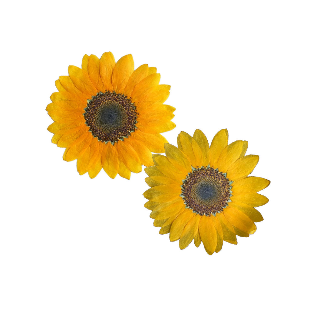Pressed Flower Sunflower arranged on a white background