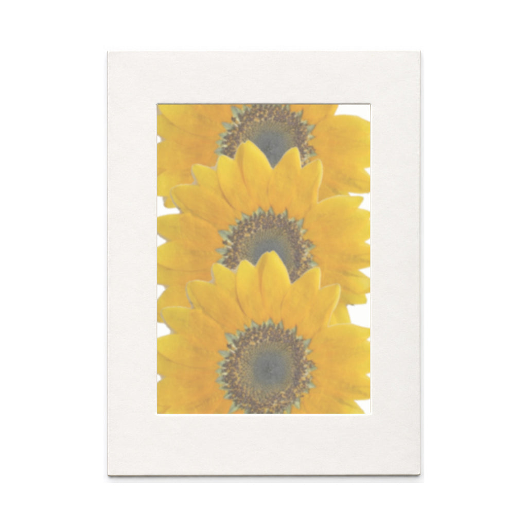Pressed Flower Sunflower, Small (60–90 mm), 3 pieces in white kraft packaging beneath translucent tracing paper