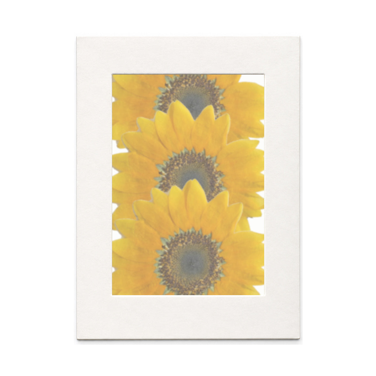 Pressed Flower Sunflower, Small (60–90 mm), 3 pieces in white kraft packaging beneath translucent tracing paper