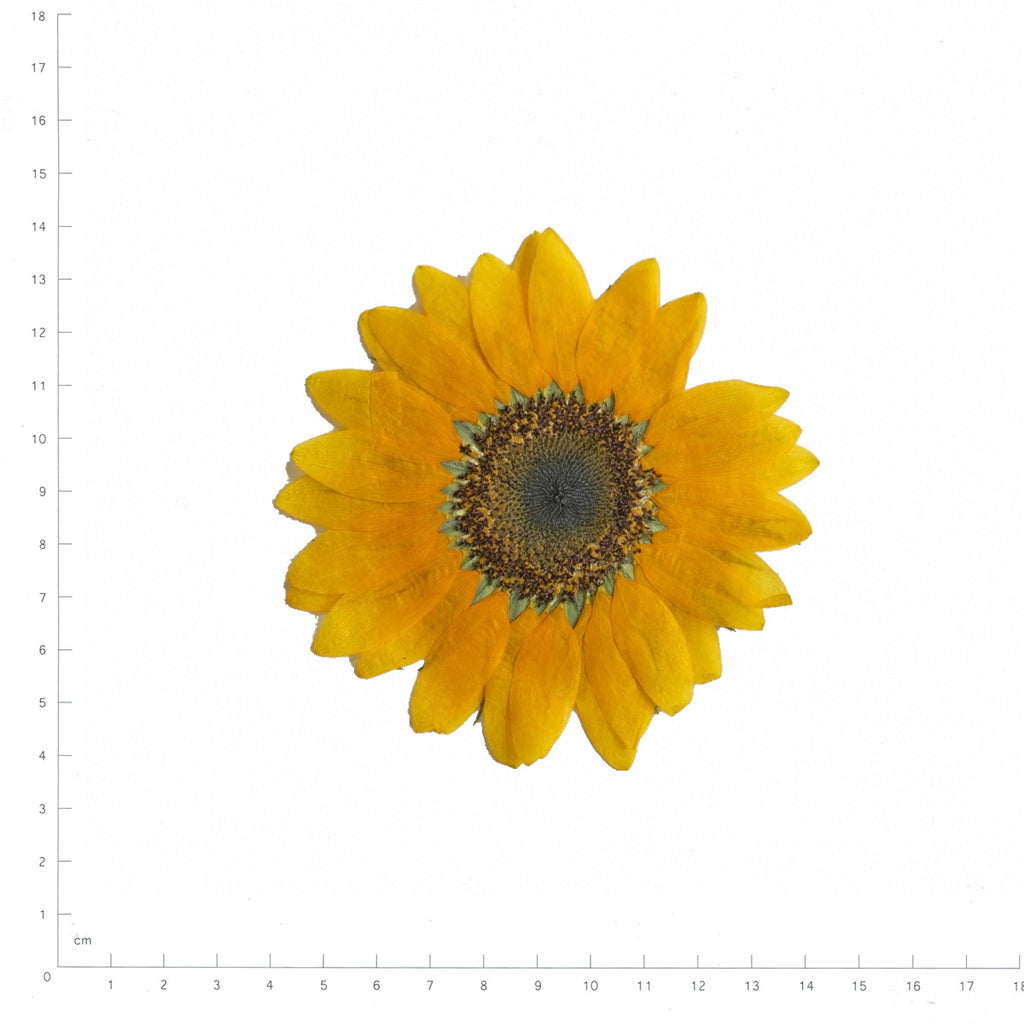 Pressed Flower Sunflower, Small (60–90 mm) beside an 18 cm ruler