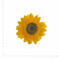 Pressed Flower Sunflower, Small (60–90 mm) beside an 18 cm ruler