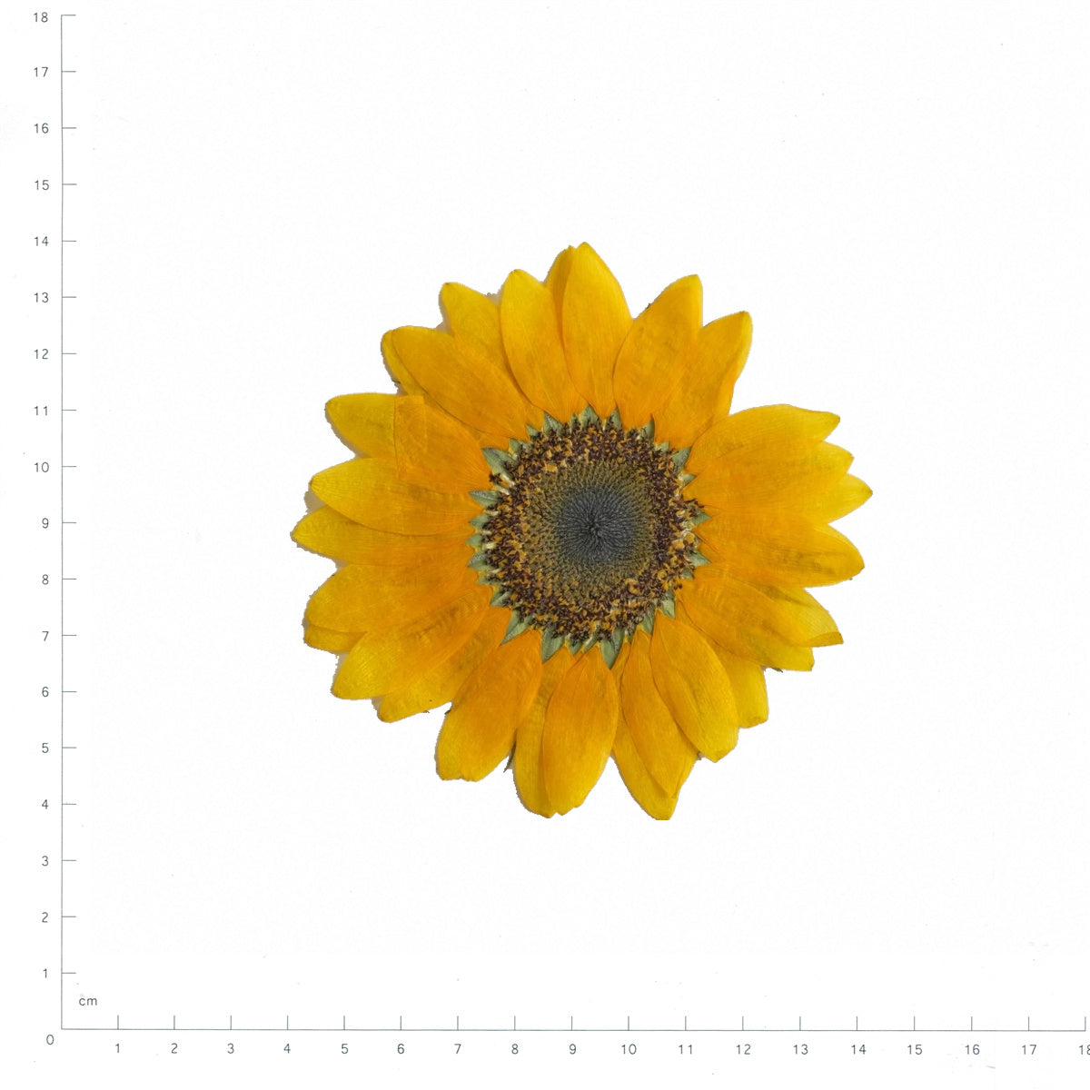 Pressed Flower Sunflower, Small (60–90 mm) beside an 18 cm ruler