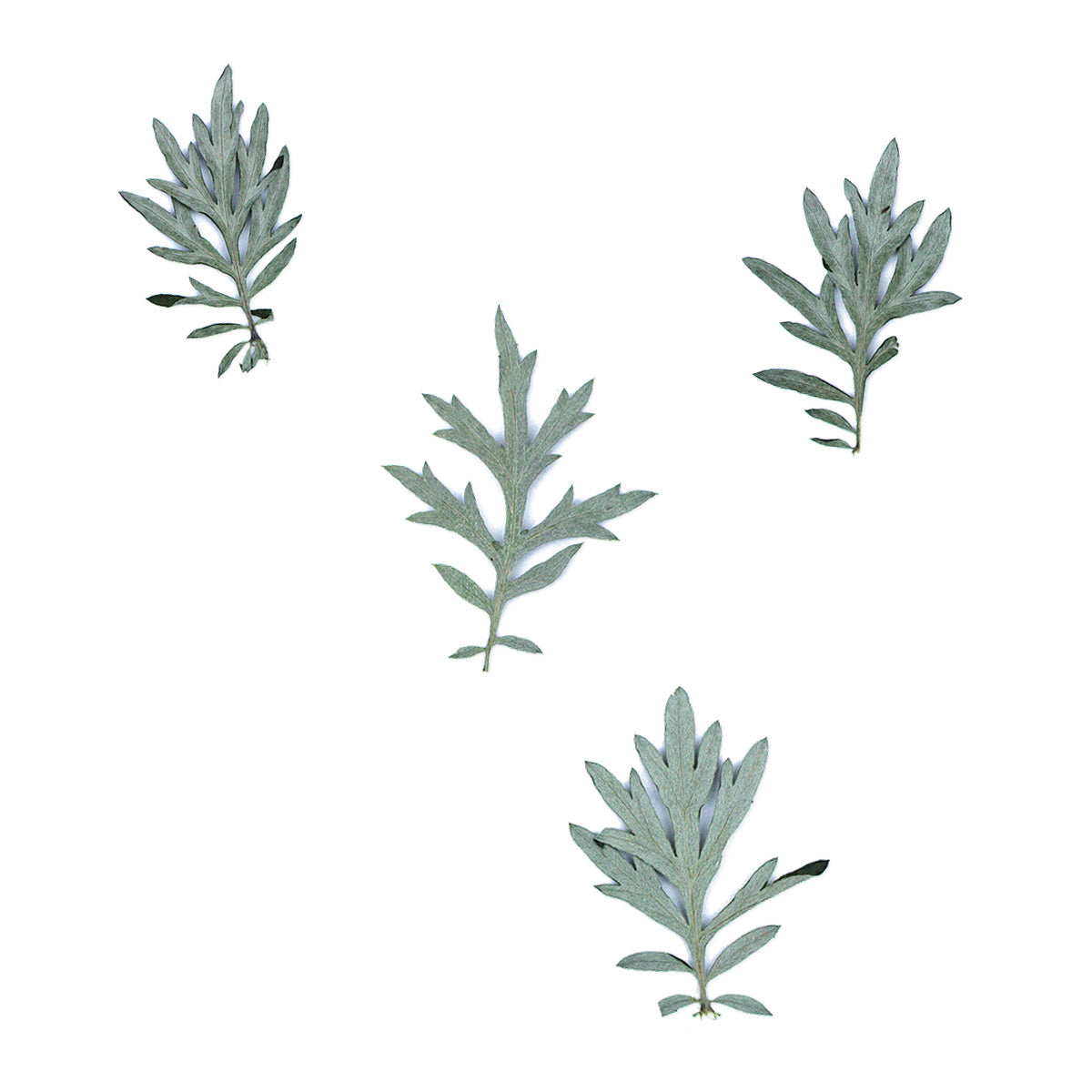 Pressed Mugwort Leaves arranged on a white background