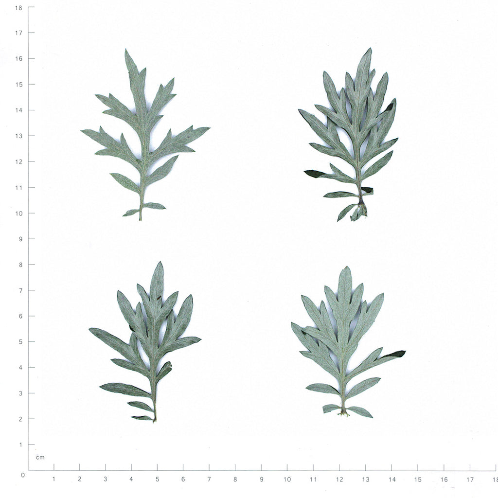 Pressed Mugwort Leaves, Green to Silver Green beside an 18 cm ruler