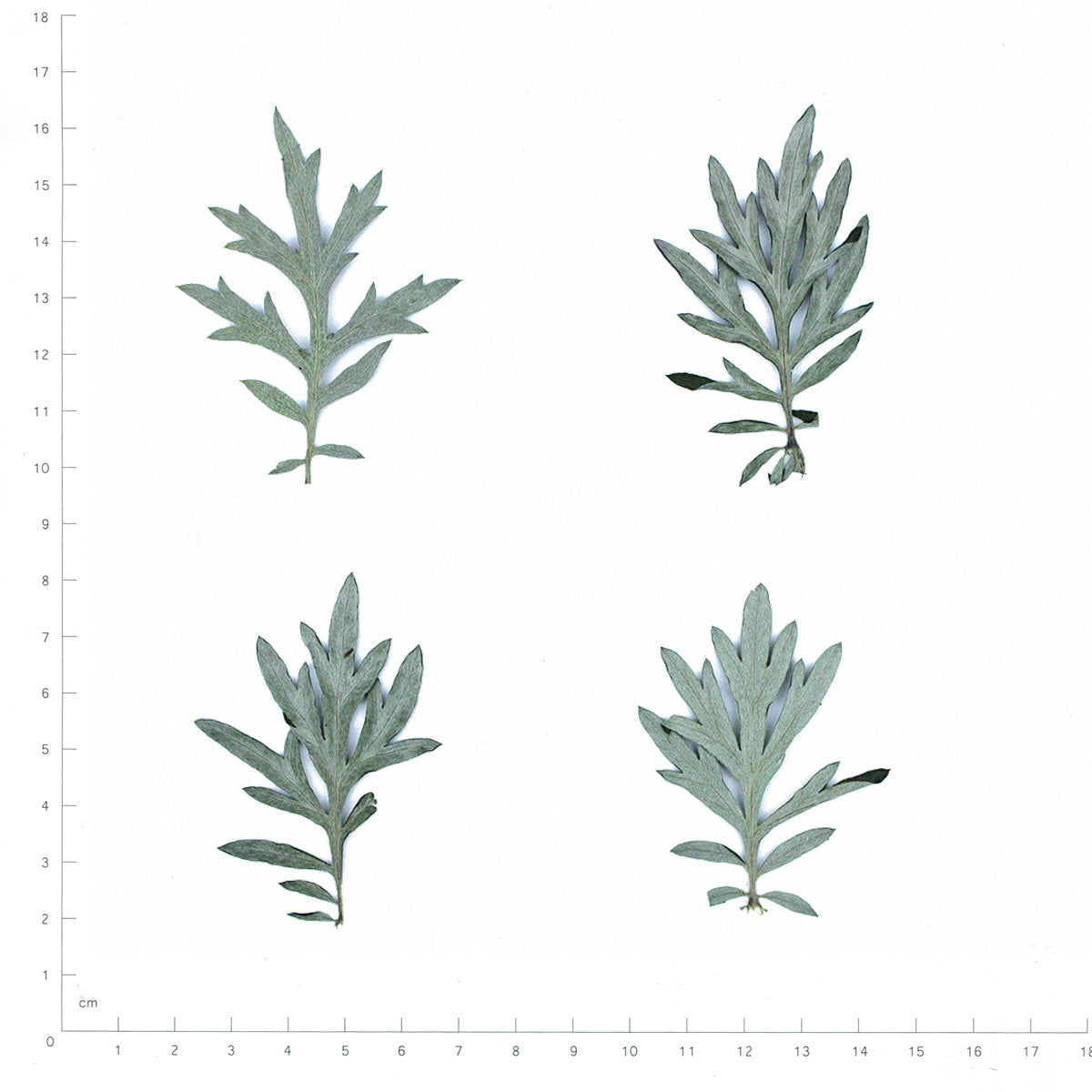 Pressed Mugwort Leaves, Green to Silver Green beside an 18 cm ruler