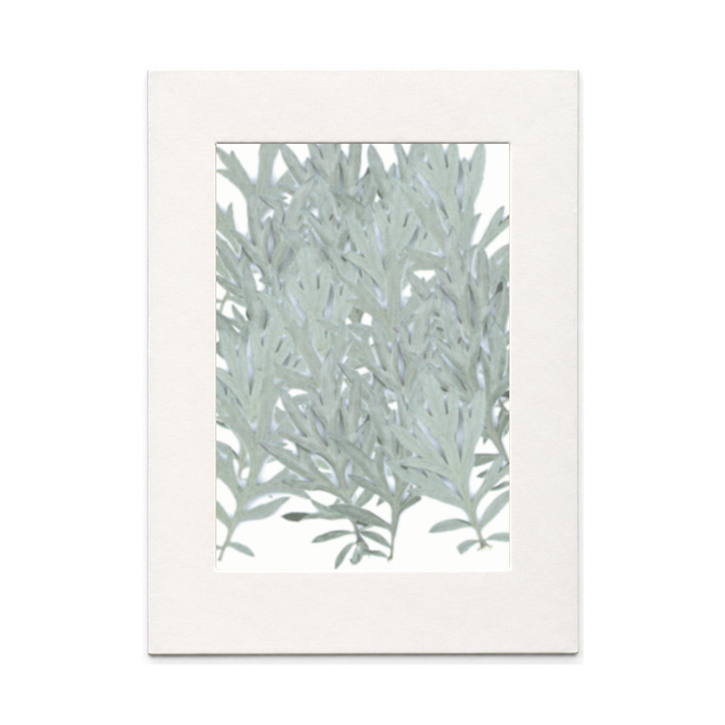 Pressed Mugwort Leaves, Green to Silver Green, 20 pieces in white kraft packaging beneath translucent tracing paper