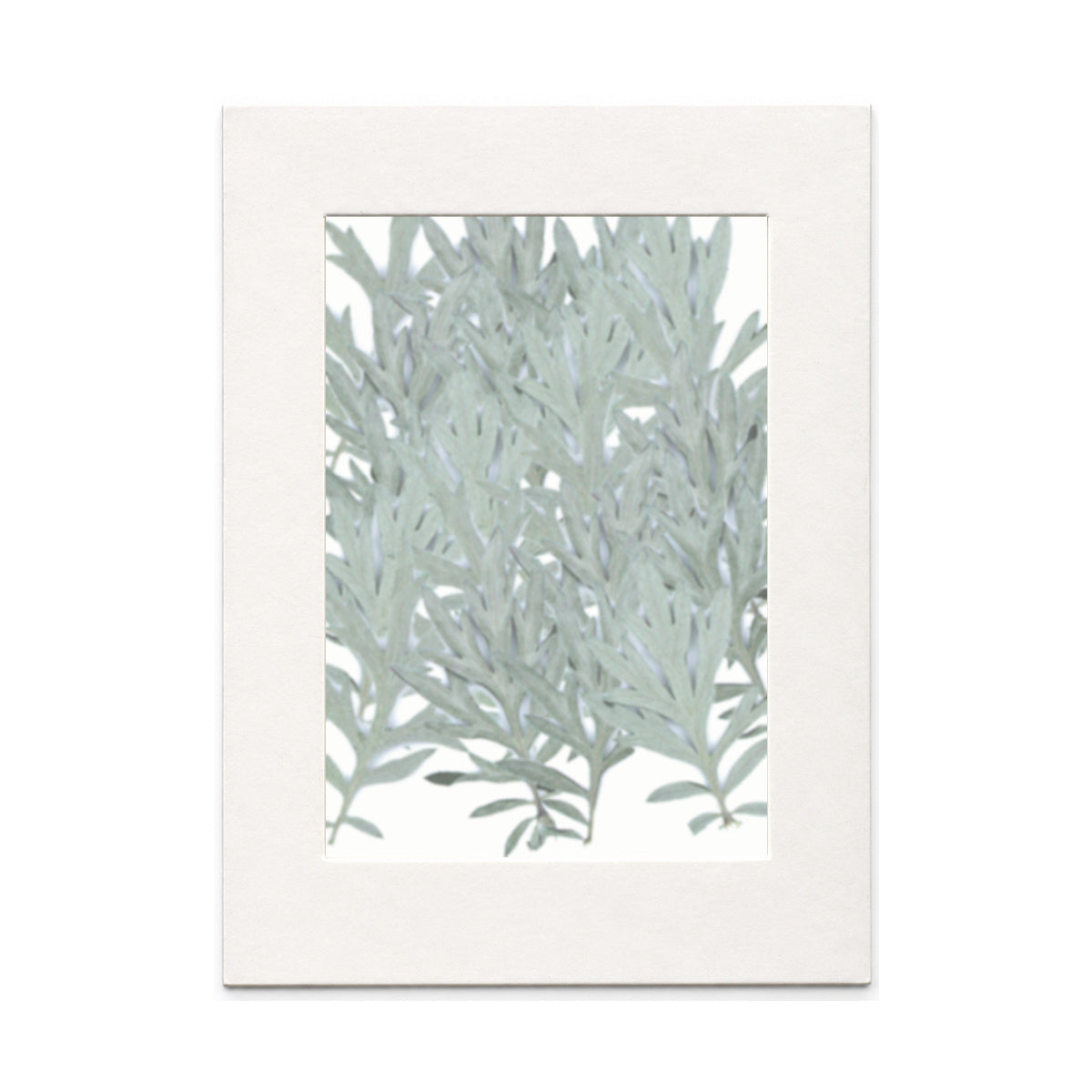 Pressed Mugwort Leaves, Green to Silver Green, 20 pieces in white kraft packaging beneath translucent tracing paper