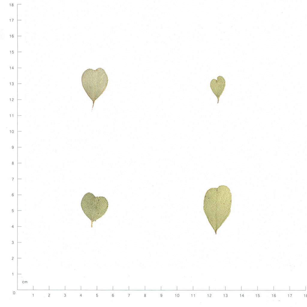 Pressed Heart-Shaped Eucalyptus Leaves, Natural beside an 18 cm ruler
