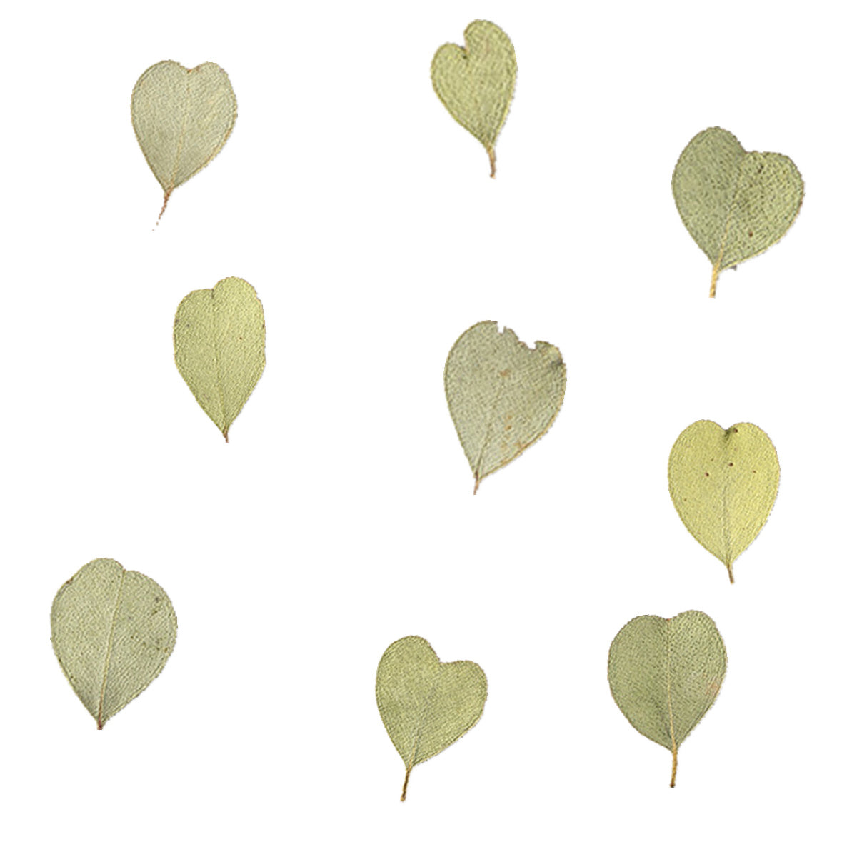 Pressed Heart-Shaped Eucalyptus Leaves arranged on a white background