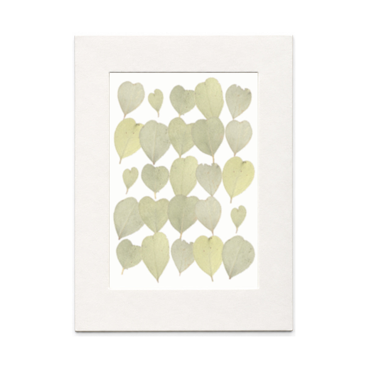 Pressed Heart-Shaped Eucalyptus Leaves, Natural, 25 pieces in white kraft packaging beneath translucent tracing paper