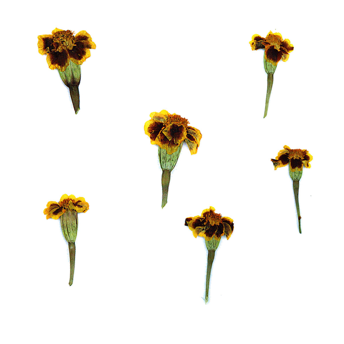 Pressed Marigold Flowers with Stems arranged on a white background