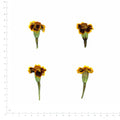 Pressed Marigold Flowers with Stems, Yellow and Burgundy beside an 18 cm ruler