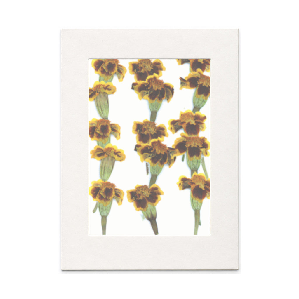 Pressed Marigold Flowers with Stems, Yellow and Burgundy, 15 pieces in white kraft packaging beneath translucent tracing paper