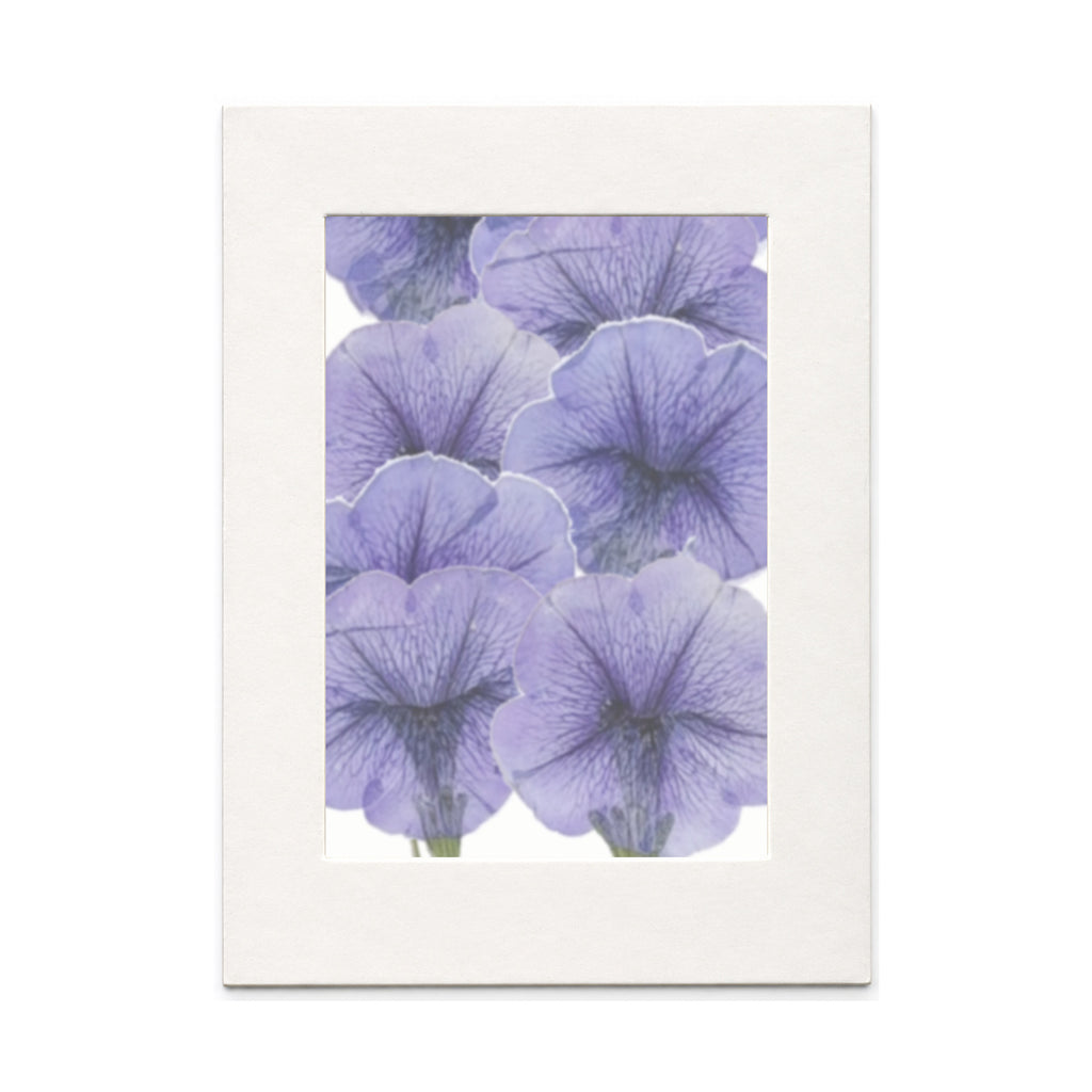 Pressed Morning Glory Flowers, Blue, 10 pieces in white kraft packaging beneath translucent tracing paper