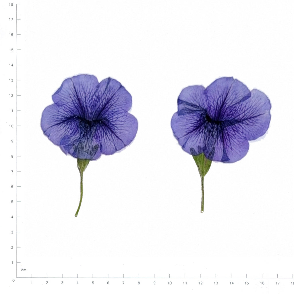Pressed Morning Glory Flowers, Blue beside an 18 cm ruler