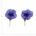 Pressed Morning Glory Flowers, Blue beside an 18 cm ruler