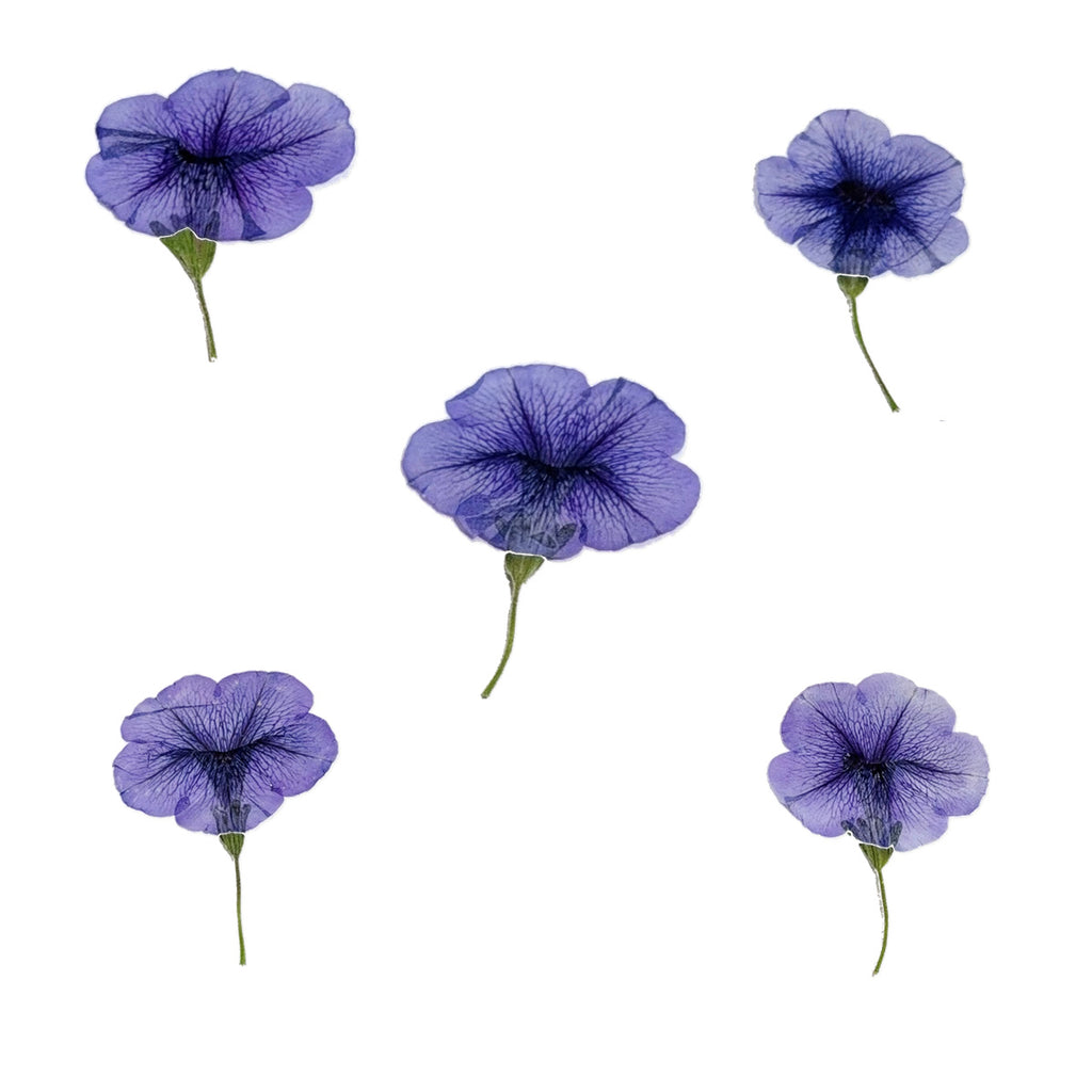 Pressed Morning Glory Flowers arranged on a white background