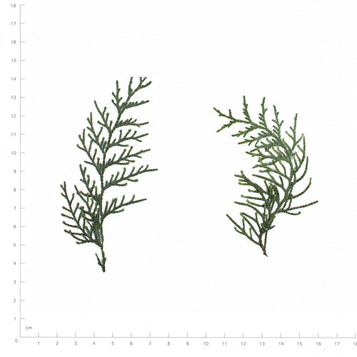 Pressed Arborvitae Foliage Sprigs beside an 18 cm ruler