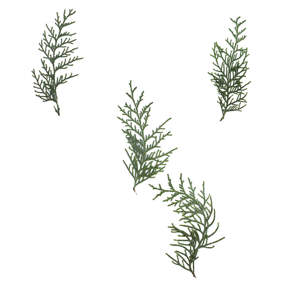 Pressed Arborvitae Foliage Sprigs arranged on a white background