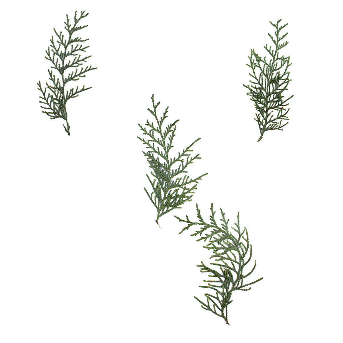 Pressed Arborvitae Foliage Sprigs arranged on a white background