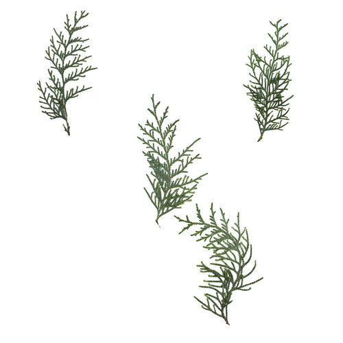 Pressed Arborvitae Foliage Sprigs arranged on a white background