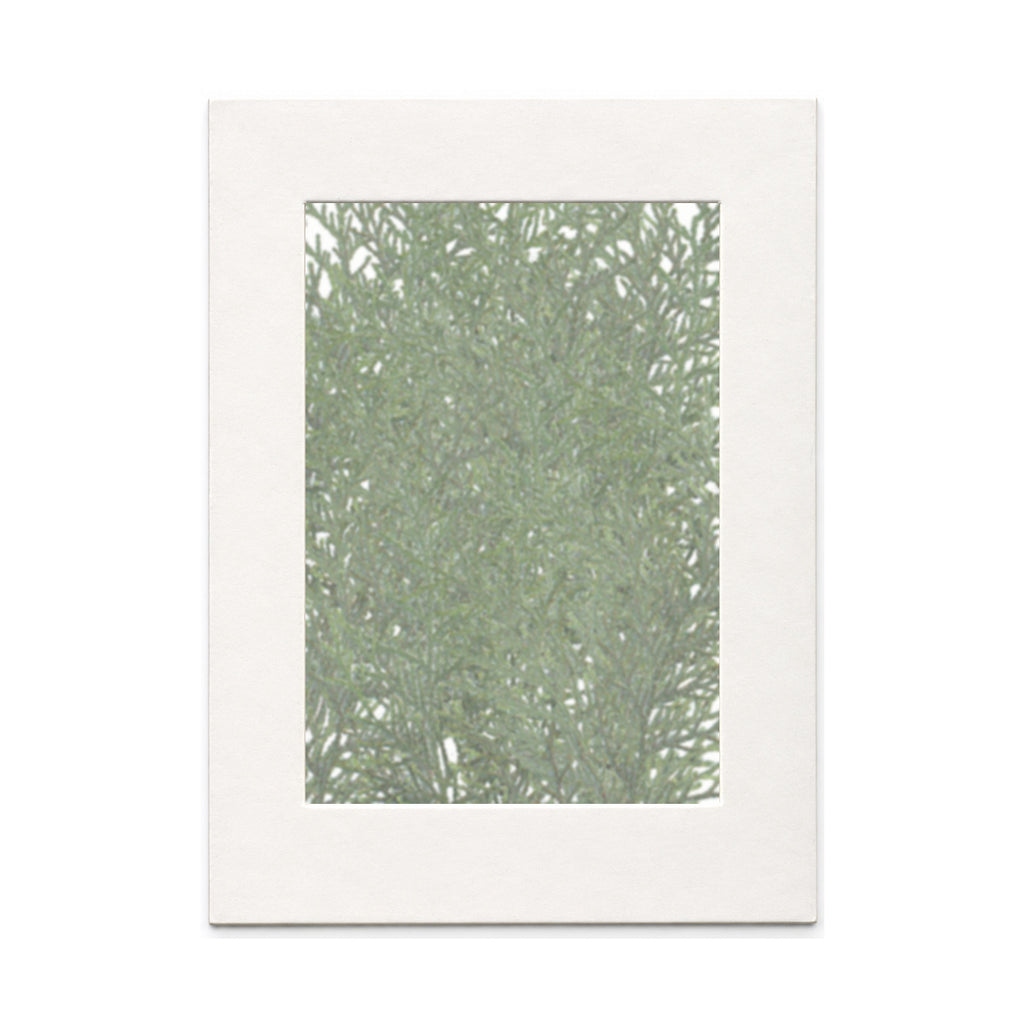 Pressed Arborvitae Foliage Sprigs, Natural, 30 pieces in white kraft packaging beneath translucent tracing paper