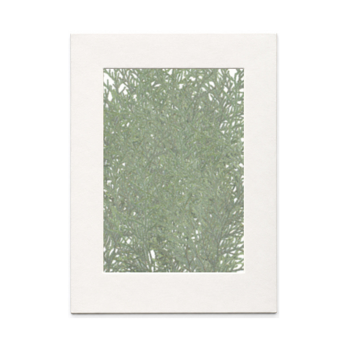 Pressed Arborvitae Foliage Sprigs, Natural, 30 pieces in white kraft packaging beneath translucent tracing paper