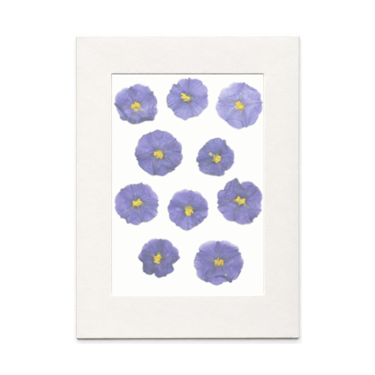 Pressed Blue Potato Bush Flowers, Blue, 10 pieces in white kraft packaging beneath translucent tracing paper