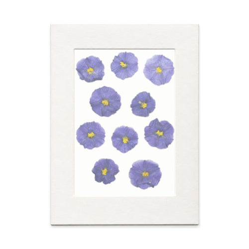 Pressed Blue Potato Bush Flowers, Blue, 10 pieces in white kraft packaging beneath translucent tracing paper